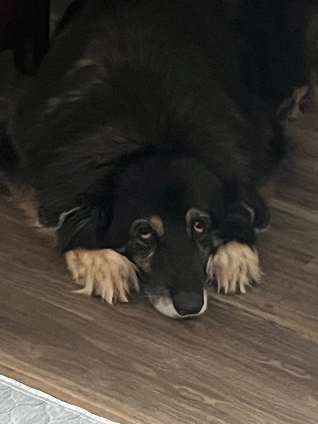 Pictures of your&nbsp;pets